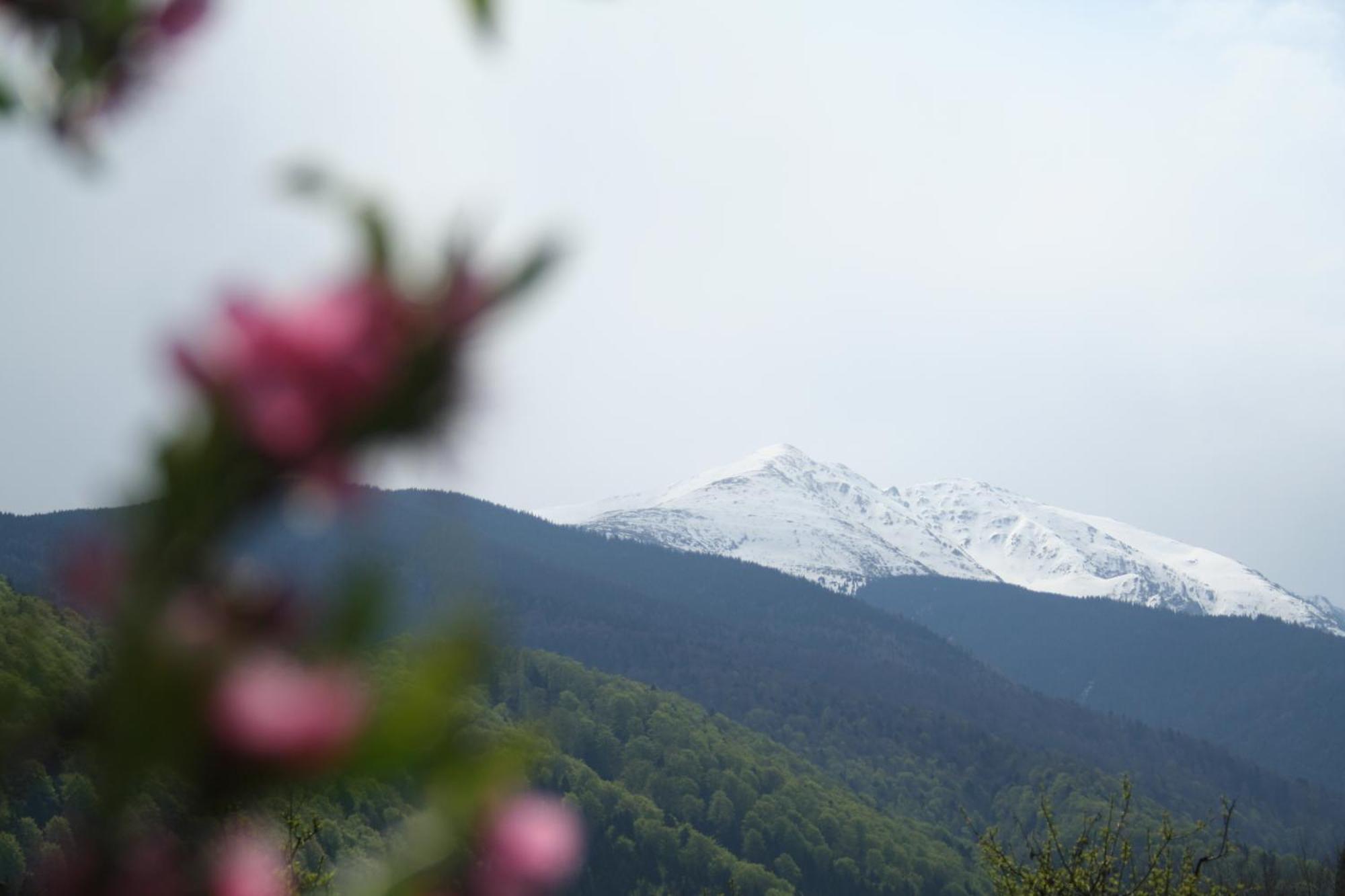 Pension Belmonte Sîmbăta de Sus Exterior foto